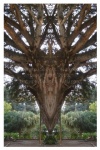 Sacred Tree of Life